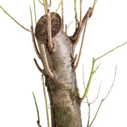 Prunus cerasifera - B5498