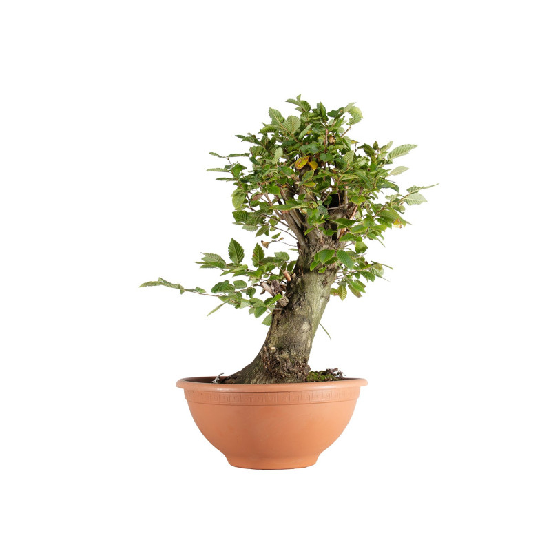 Carpinus betulus - B5500