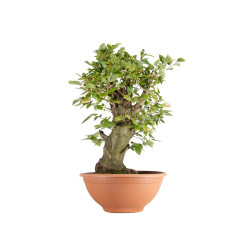 Carpinus betulus - B5500