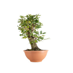 Carpinus betulus - B5500