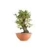 Carpinus betulus - B5500
