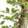 Carpinus betulus - B5500