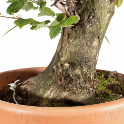 Carpinus betulus - B5500