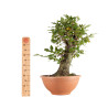 Carpinus betulus - B5500