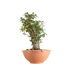 Carpinus betulus - B5501