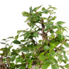 Carpinus betulus - B5501