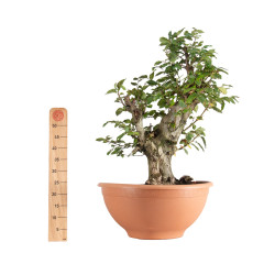 Carpinus betulus - B5501