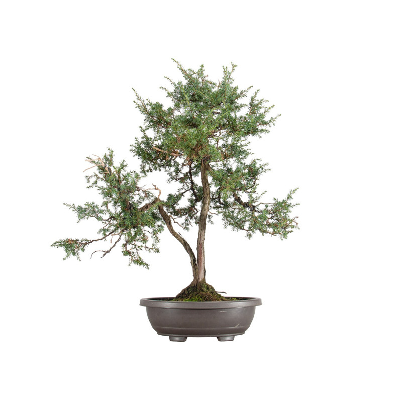 Juniperus communis - B5487