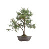 Juniperus communis - B5487