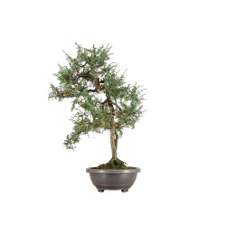 Juniperus communis - B5487