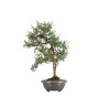 Juniperus communis - B5487