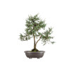 Juniperus communis - B5487