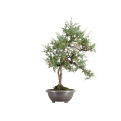Juniperus communis - B5487