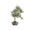 Juniperus communis - B5487