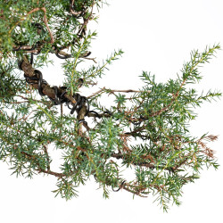 Juniperus communis - B5487