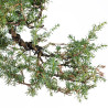 Juniperus communis - B5487
