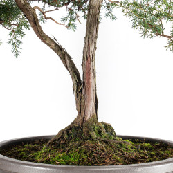 Juniperus communis - B5487