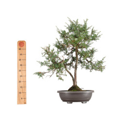 Juniperus communis - B5487