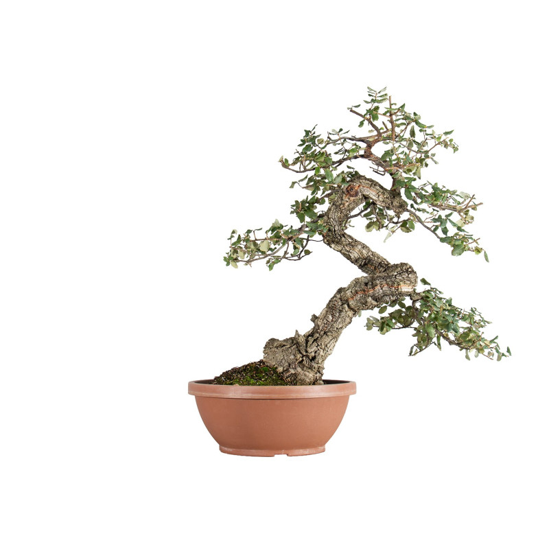 Quercus suber - B5491