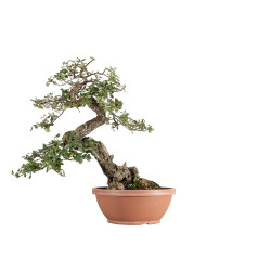 Quercus suber - B5491