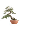 Quercus suber - B5491