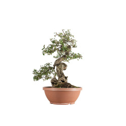 Quercus suber - B5491