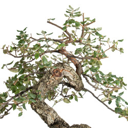 Quercus suber - B5491