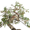 Quercus suber - B5491
