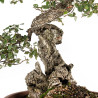 Quercus suber - B5491