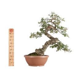 Quercus suber - B5491