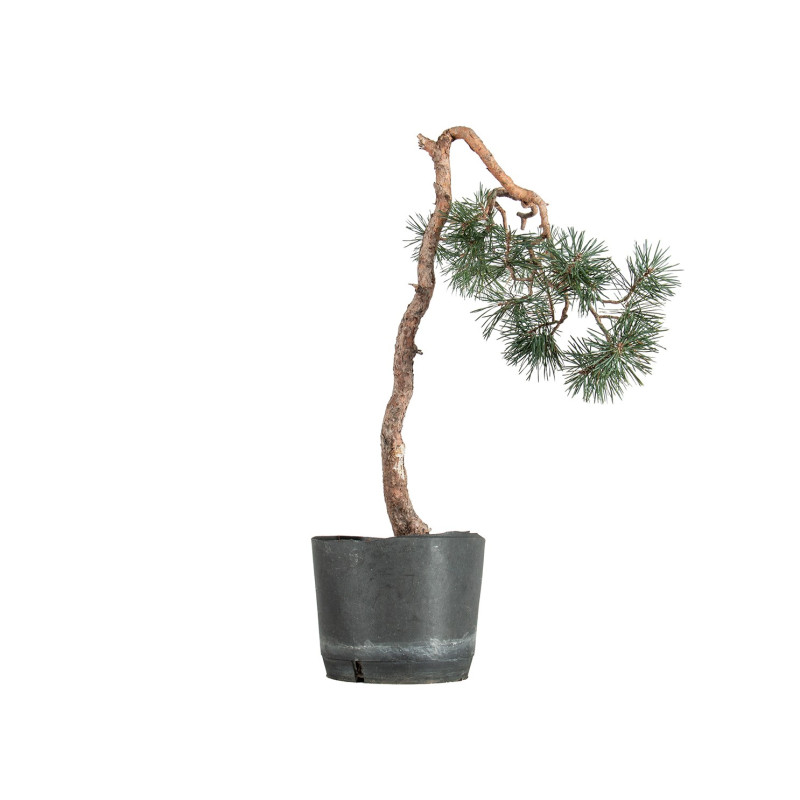 Pinus sylvestris - B5493