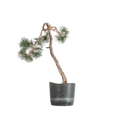 Pinus sylvestris - B5493