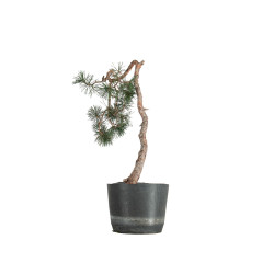 Pinus sylvestris - B5493