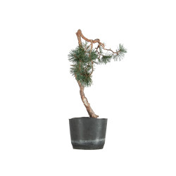 Pinus sylvestris - B5493