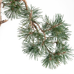 Pinus sylvestris - B5493