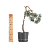 Pinus sylvestris - B5493