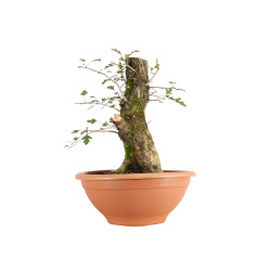 Crataegus monogyna - B5504