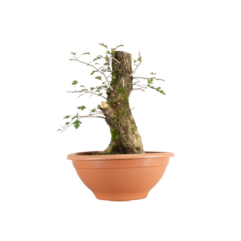 Crataegus monogyna - B5504