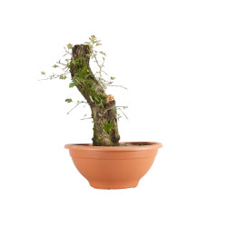 Crataegus monogyna - B5504