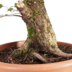 Crataegus monogyna - B5504