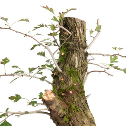 Crataegus monogyna - B5504