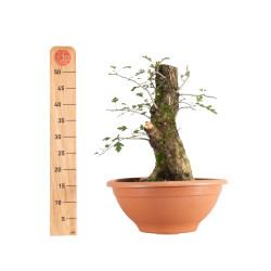 Crataegus monogyna - B5504