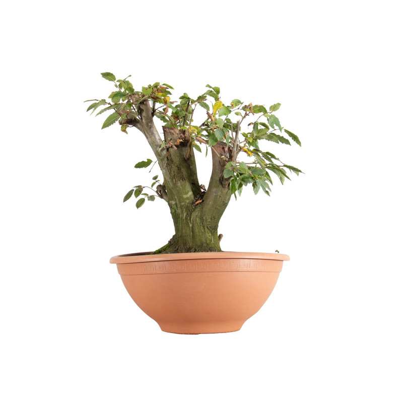 Carpinus betulus - B5506