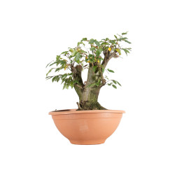 Carpinus betulus - B5506