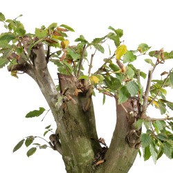 Carpinus betulus - B5506