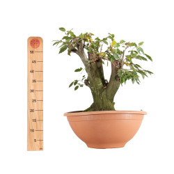 Carpinus betulus - B5506