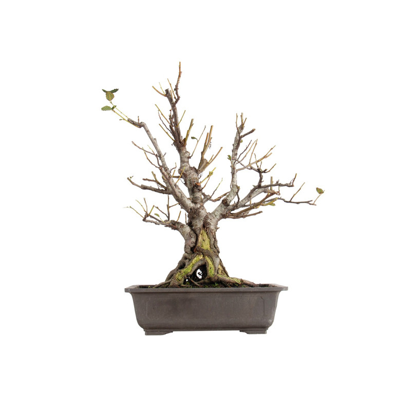 Alnus glutinosa - B5507