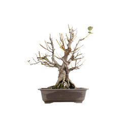 Alnus glutinosa - B5507