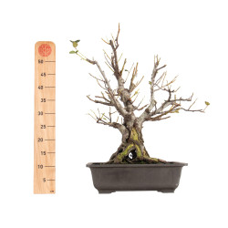 Alnus glutinosa - B5507