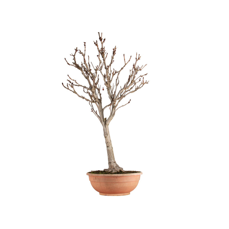 Aesculus hippocastanum - B5502